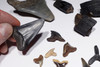 FLORIDA FOSSIL COLLECTION OF PREHISTORIC SHARK AND MAMMAL FOSSILS FOR TEACHERS OR KIDS  *FL22