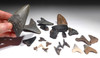 FLORIDA FOSSIL COLLECTION OF PREHISTORIC SHARK AND MAMMAL FOSSILS FOR TEACHERS OR KIDS  *FL22
