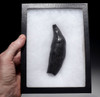 EXCEPTIONAL LARGE COMPLETE FOSSIL SPERM WHALE TOOTH WITH MEGALODON SHARK BITE  *WH054