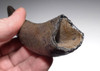 OUR FINEST AND LARGEST FOSSIL SPERM WHALE TOOTH EVER!  *WH055