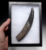 OUR FINEST AND LARGEST FOSSIL SPERM WHALE TOOTH EVER!  *WH055