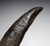 OUR FINEST AND LARGEST FOSSIL SPERM WHALE TOOTH EVER!  *WH055