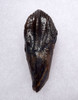 FINEST LARGE TRICERATOPS DINOSAUR TOOTH WITH UNWORN CROWN AND ROOT  *DT19-047