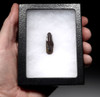 LARGE FOSSIL DINOSAUR TOOTH OF AN EDMONTOSAURUS HADROSAUR   *DT7-016