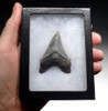 FINE QUALITY ANGUSTIDENS FOSSIL SHARK TOOTH FROM THE USA  *SHX080