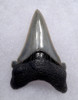 FINEST COLLECTOR QUALITY ANGUSTIDENS FOSSIL SHARK TOOTH FROM THE USA  *SHX079