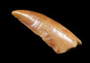 BEAUTIFUL GOLDEN FOSSIL RAPTOR DINOSAUR TOOTH FROM A LARGE DROMAEOSAUR  *DT6-336