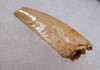 RARE WHITE FOSSIL RAPTOR DINOSAUR TOOTH FROM A LARGE DROMAEOSAUR  *DT6-329
