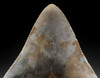 INVESTMENT GRADE 4.5 INCH MEGALODON SHARK TOOTH WITH BABY BLUE AND GOLD MOTTLING  *SH6-373