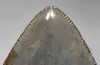 INVESTMENT GRADE 4.5 INCH MEGALODON SHARK TOOTH WITH BABY BLUE AND GOLD MOTTLING  *SH6-373