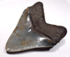 INVESTMENT GRADE 4.5 INCH MEGALODON SHARK TOOTH WITH BABY BLUE AND GOLD MOTTLING  *SH6-373