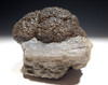 EXTREMELY RARE LARGE PERMIAN FOSSIL STROMATOLITE BACTERIA COLONY IN NATURAL FORM *STX611