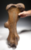 RARE COMPLETE FOSSIL WOOLLY RHINOCEROS RHINO FEMUR BONE WITH CHOICE PRESERVATION  *LMX137