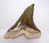 FINEST BONE VALLEY OLIVE GREEN LARGE FOSSIL HEMIPRISTIS SNAGGLETOOTH SHARK TOOTH  *SHX082