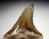 FINEST BONE VALLEY OLIVE GREEN LARGE FOSSIL HEMIPRISTIS SNAGGLETOOTH SHARK TOOTH  *SHX082