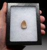 VERY LARGE RUTIODON PHYTOSAUR TOOTH FROM TRIASSIC PETRIFIED FOREST FORMATION  *DT12-223