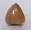 RUTIODON PHYTOSAUR TOOTH FROM TRIASSIC PETRIFIED FOREST FORMATION  *DT12-222