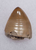 LARGE TRIASSIC RUTIODON PHYTOSAUR FOSSIL TOOTH  *DT12-227