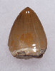 RUTIODON PHYTOSAUR FOSSIL TOOTH  FROM THE TRIASSIC PETRIFIED FOREST FORMATION  *DT12-226