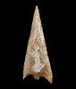 RARE FINEST CAPSIAN AFRICAN NEOLITHIC OFFSET BARB ARROWHEAD  *CAP258