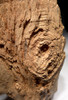 EXTREMELY RARE LIFELIKE PETRIFIED TREE LOG WITH KNOTS FROM THE SAHARA DESERT *PW001