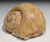 ANCIENT SEA SNAIL FOSSIL FROM FRANCE  *GA060