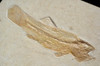 RARE JURASSIC BOWFIN FISH FOSSIL FROM SOLNHOFEN OF AMIOPSIS LEPIDOTA *F087