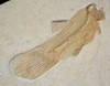 RARE JURASSIC BOWFIN FISH FOSSIL FROM SOLNHOFEN OF AMIOPSIS LEPIDOTA *F087