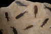 SPECTACULAR LARGE PERMIAN FISH FOSSIL PARAMBLYPTERUS FROM BEFORE THE DINOSAURS *F144