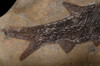 SPECTACULAR LARGE PERMIAN FISH FOSSIL PARAMBLYPTERUS FROM BEFORE THE DINOSAURS *F144