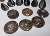 28 PIECE POLISHED FOSSIL GIFT OR TEACHING EDUCATION COLLECTION  *SW77