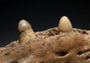 RARE LARGE FOSSIL ALLIGATOR JAW WITH TEETH FROM THE EARLY PLEISTOCENE OF FLORIDA  *CROC710
