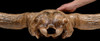 FOSSIL BISON SKULL STEPPE WISENT