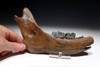 FOSSIL GIANT DEER MEGALOCEROS JAW WITH TEETH FROM A PREHISTORIC IRISH ELK  *LMX250