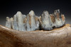 FOSSIL MEGALOCEROS GIANT DEER JAW WITH TEETH FROM A PREHISTORIC IRISH ELK  *LMX248