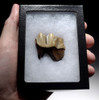 FINEST MEGALOCEROS GIANT DEER MOLAR FOSSIL TOOTH WITH CHOICE PRESERVATION  *LMX247
