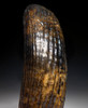 MOTTLED GOLD AND BROWN FINEST QUALITY GIANT BEAVER UPPER TUSK FOSSIL INCISOR   *LMX260