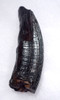 SUPREME LARGE UPPER FOSSIL TUSK INCISOR OF A PREHISTORIC CASTOROIDES GIANT BEAVER  *LMX253