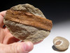 THREE FOSSIL OLIGOCENE LEAF AND PETRIFIED WOOD IN STEINHARDT PEA CONCRETIONS FROM BAD KREUZNACH GERMANY   *PL185