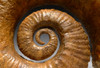 INTERIOR DESIGN FOSSIL GIANT HETEROMORPH AMMONITE FROM THE DAYS OF THE DINOSAURS *AMX370