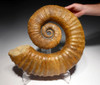 INTERIOR DESIGN FOSSIL GIANT HETEROMORPH AMMONITE FROM THE DAYS OF THE DINOSAURS *AMX370