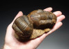 TRX090 - RARE LARGE DOUBLE HOMALONOTID TRILOBITE FOSSIL FROM THE ORDOVICIAN AGE OF NORTH AFRICA