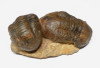 TRX090 - RARE LARGE DOUBLE HOMALONOTID TRILOBITE FOSSIL FROM THE ORDOVICIAN AGE OF NORTH AFRICA