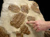 MUSEUM GRADE NATURAL CONCENTRATION OF 18 SELENOPELTIS TRILOBITES ON VERY LARGE ORIGINAL SEDIMENTARY ROCK LAYER *TRX025