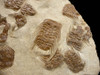 MUSEUM GRADE NATURAL CONCENTRATION OF 18 SELENOPELTIS TRILOBITES ON VERY LARGE ORIGINAL SEDIMENTARY ROCK LAYER *TRX025