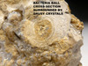 NATURAL FORM FOSSIL STROMATOLITE FROM AN ANCIENT OLIGOCENE LAKE  *STR582