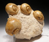 BEAUTIFUL JURASSIC SEA SNAIL FOSSIL GASTROPOD GROUP FROM FRANCE *GA052