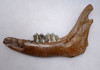 FOSSIL GIANT DEER MEGALOCEROS JAW WITH TEETH FROM A PREHISTORIC IRISH ELK  *LMX266