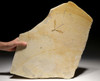 IMPRESSIVE JURASSIC DRAGONFLY FOSSIL FROM SOLNHOFEN ON LARGE UNBROKEN STONE PLATE  *BU018