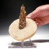 PL082 - EXTREMELY RARE AND LARGE FOSSIL OLIGOCENE PINE CONE IN ROCK CONCRETION FROM BAD KREUZNACH GERMANY
